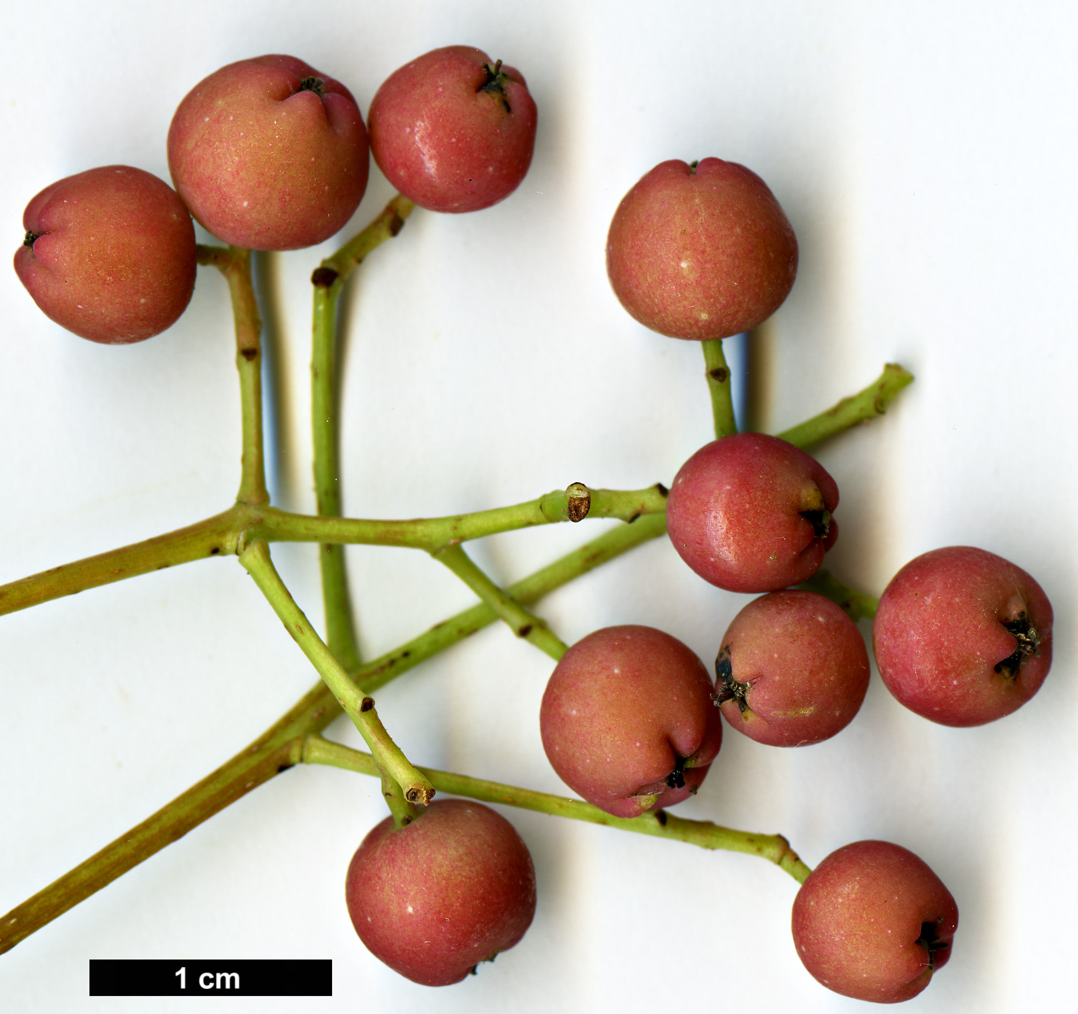 High resolution image: Family: Rosaceae - Genus: Sorbus - Taxon: bulleyana